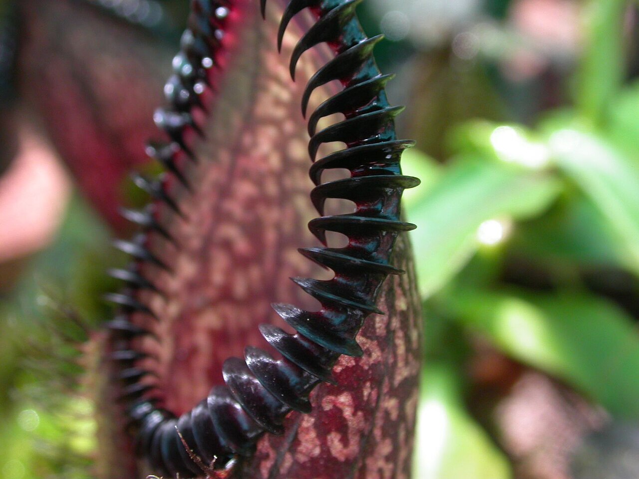 Nepenthes hamata