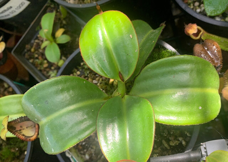 Nepenthes macrophylla — #BT-LOG-7433