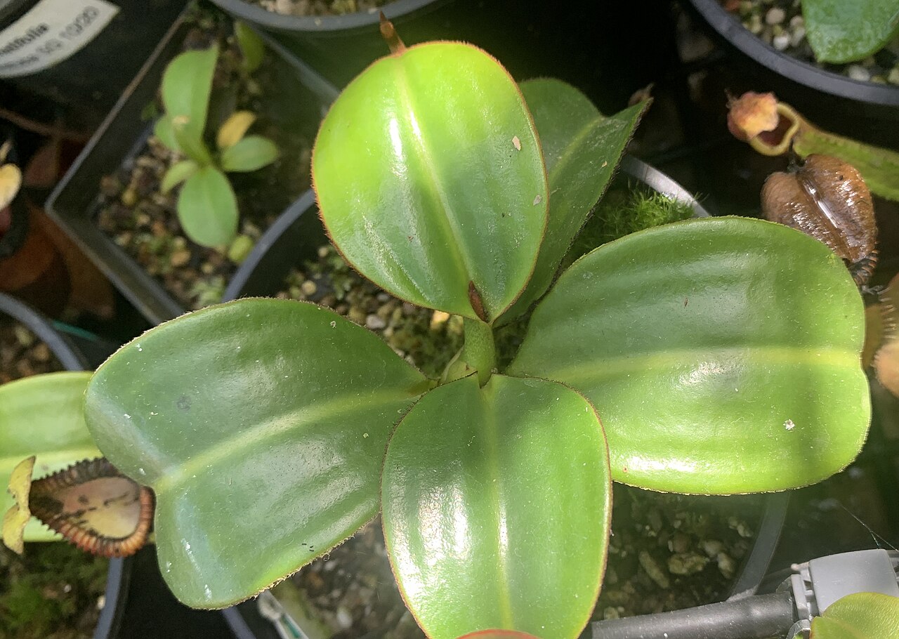 Nepenthes macrophylla