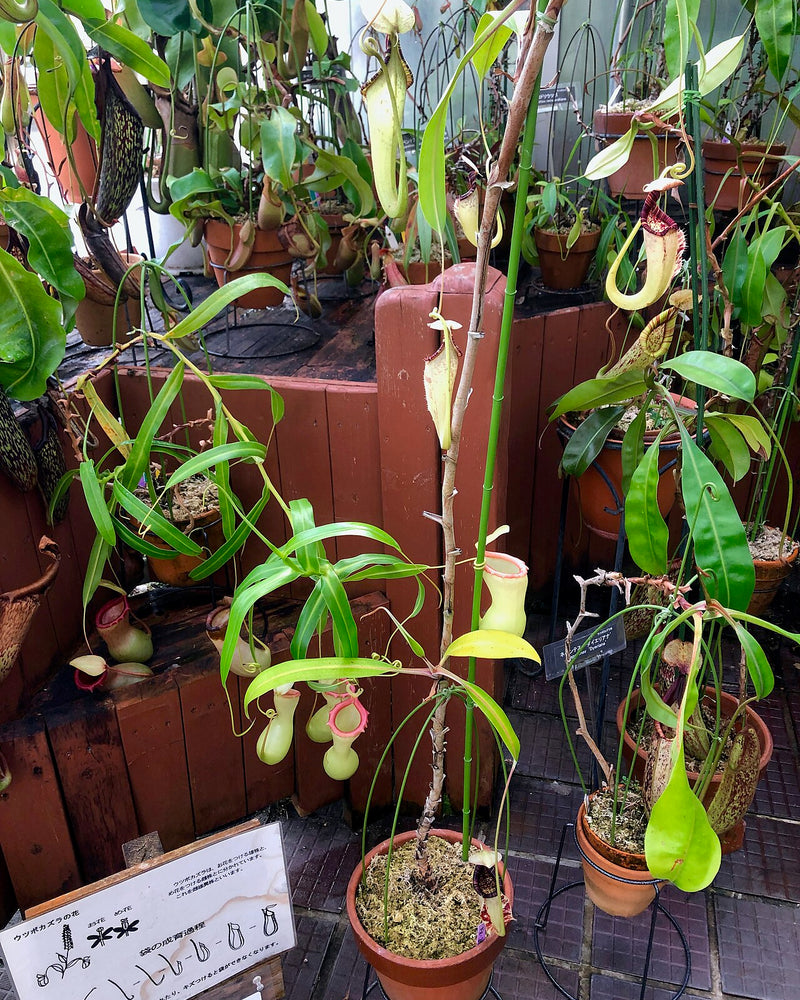 Nepenthes rafflesiana — #BT-LOG-3145