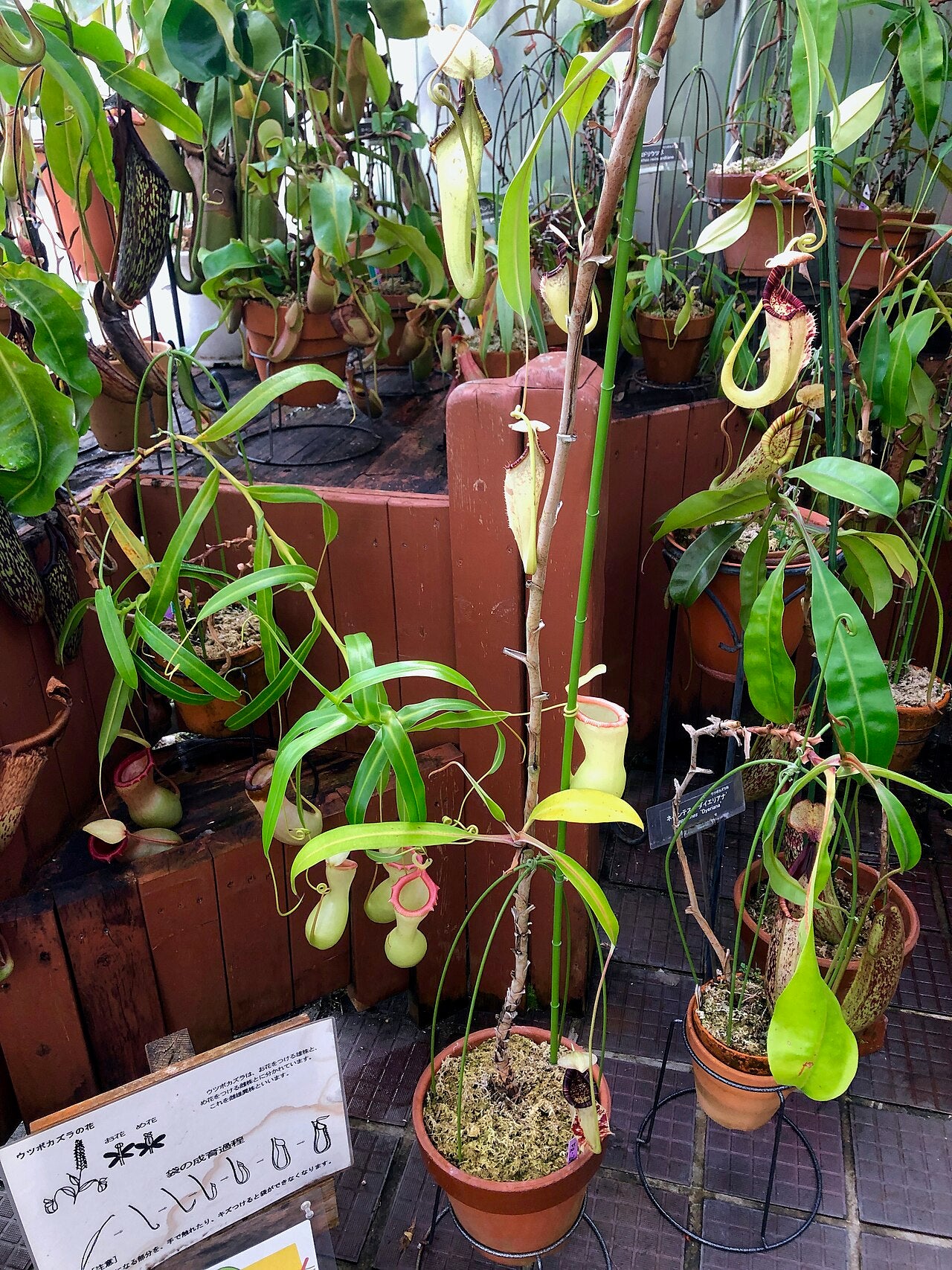 Nepenthes rafflesiana