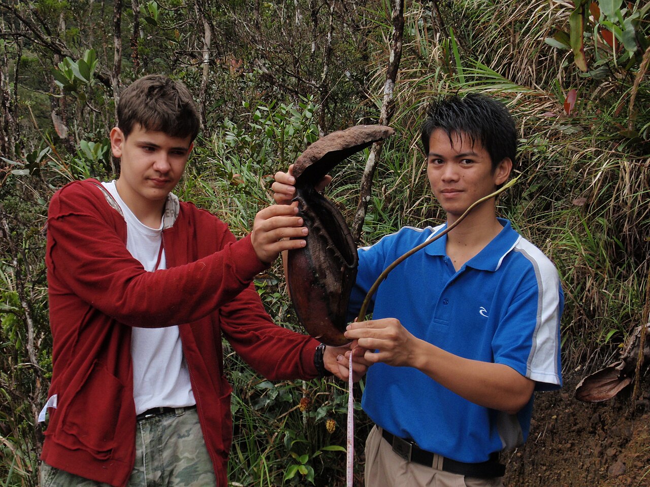 Nepenthes rajah
