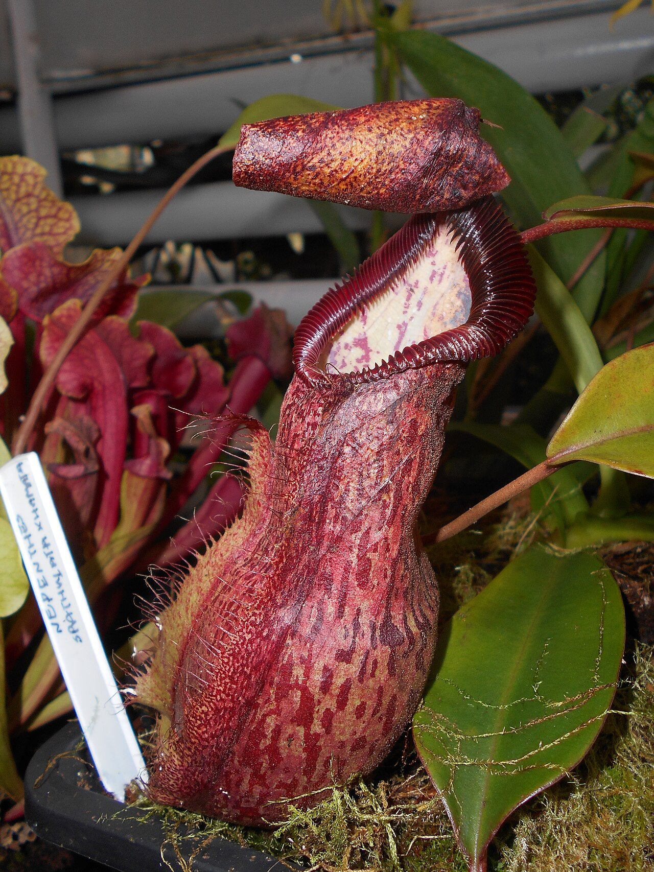 Nepenthes hamata