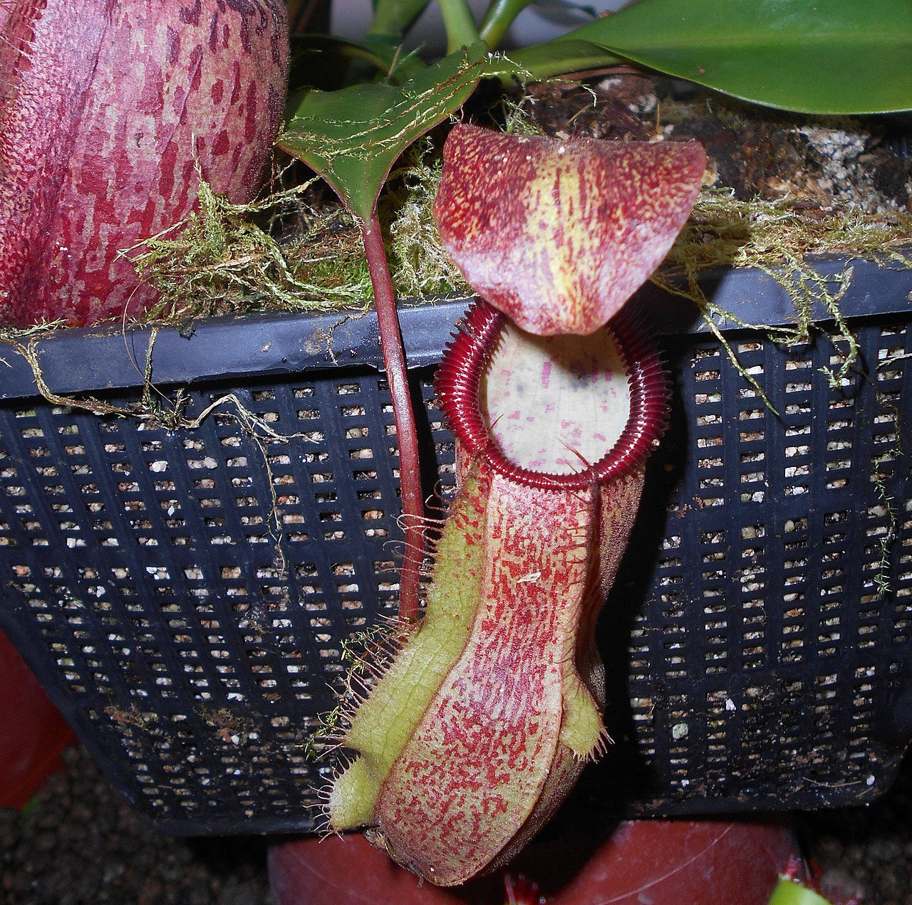 Nepenthes hamata