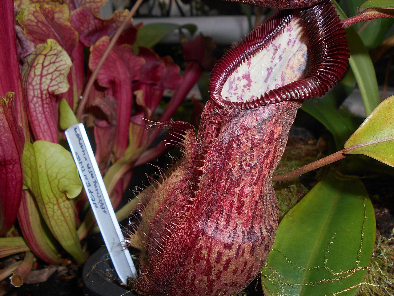 Nepenthes hamata