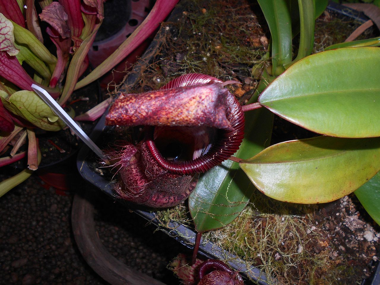 Nepenthes hamata