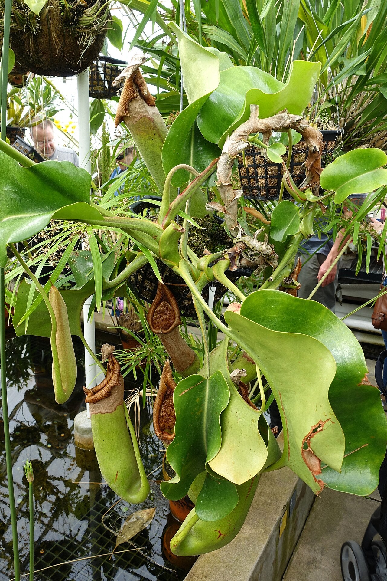 Nepenthes truncata (Giant Form)