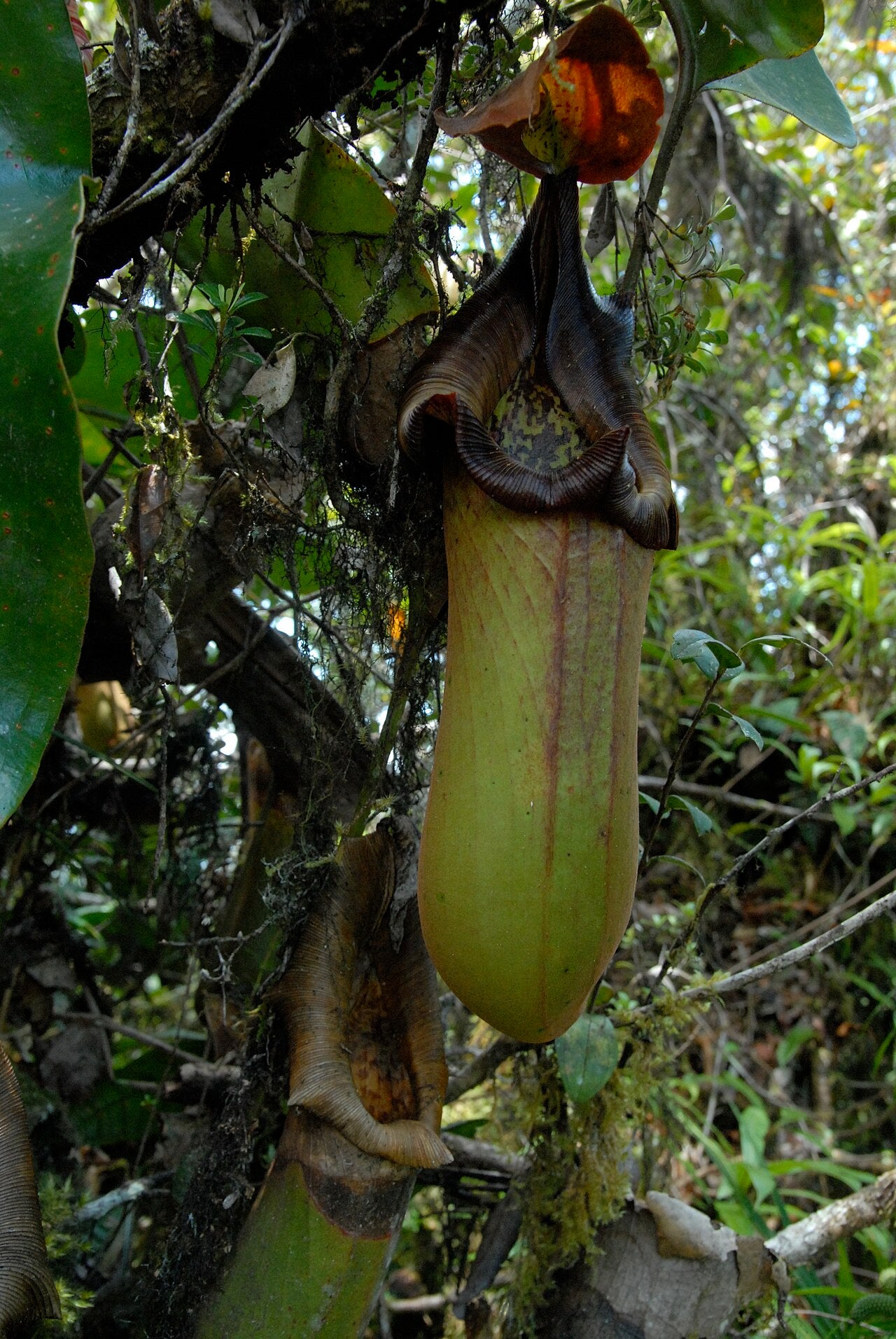 Nepenthes truncata (Giant Form)