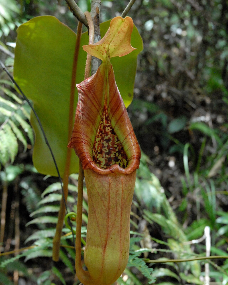 Nepenthes truncata (Giant Form) — #BT-LOG-7609