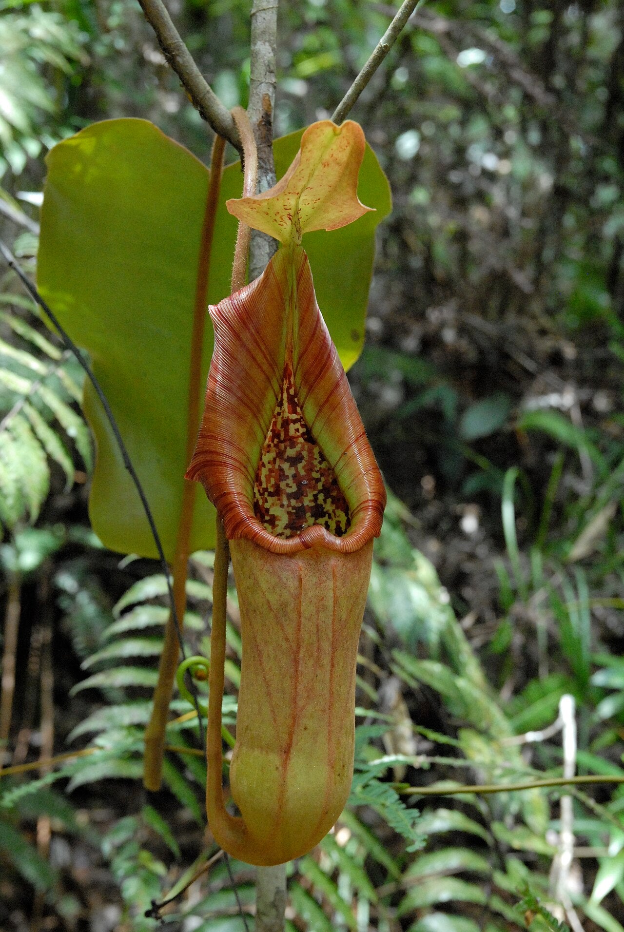 Nepenthes truncata (Giant Form)
