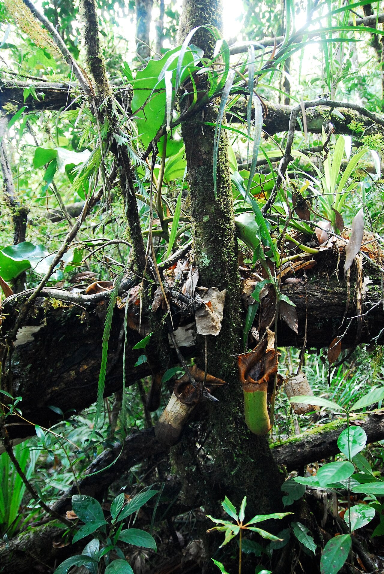 Nepenthes truncata (Giant Form)