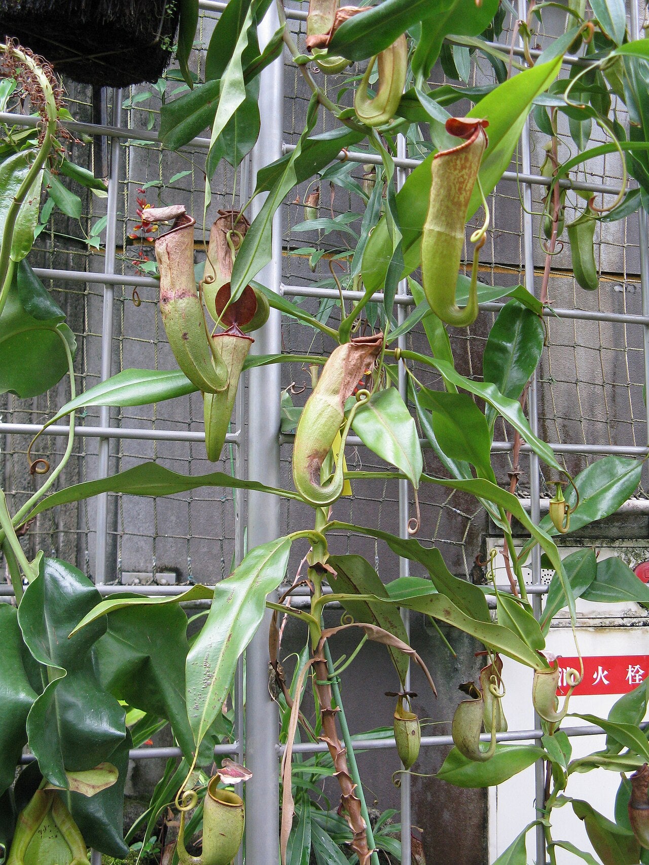 Nepenthes bicalcarata 'Red Flush'