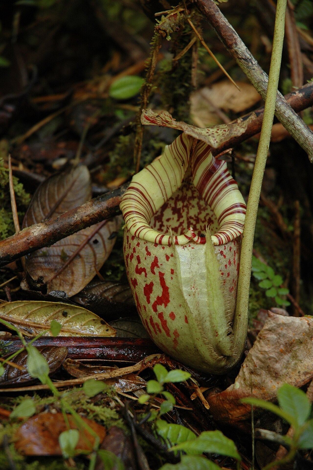 Nepenthes burbidgeae