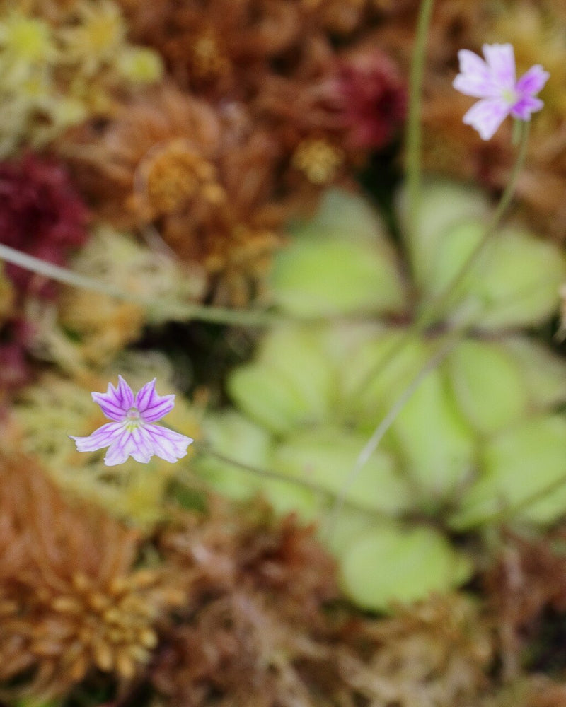 Pinguicula emarginata — #BT-LOG-5737