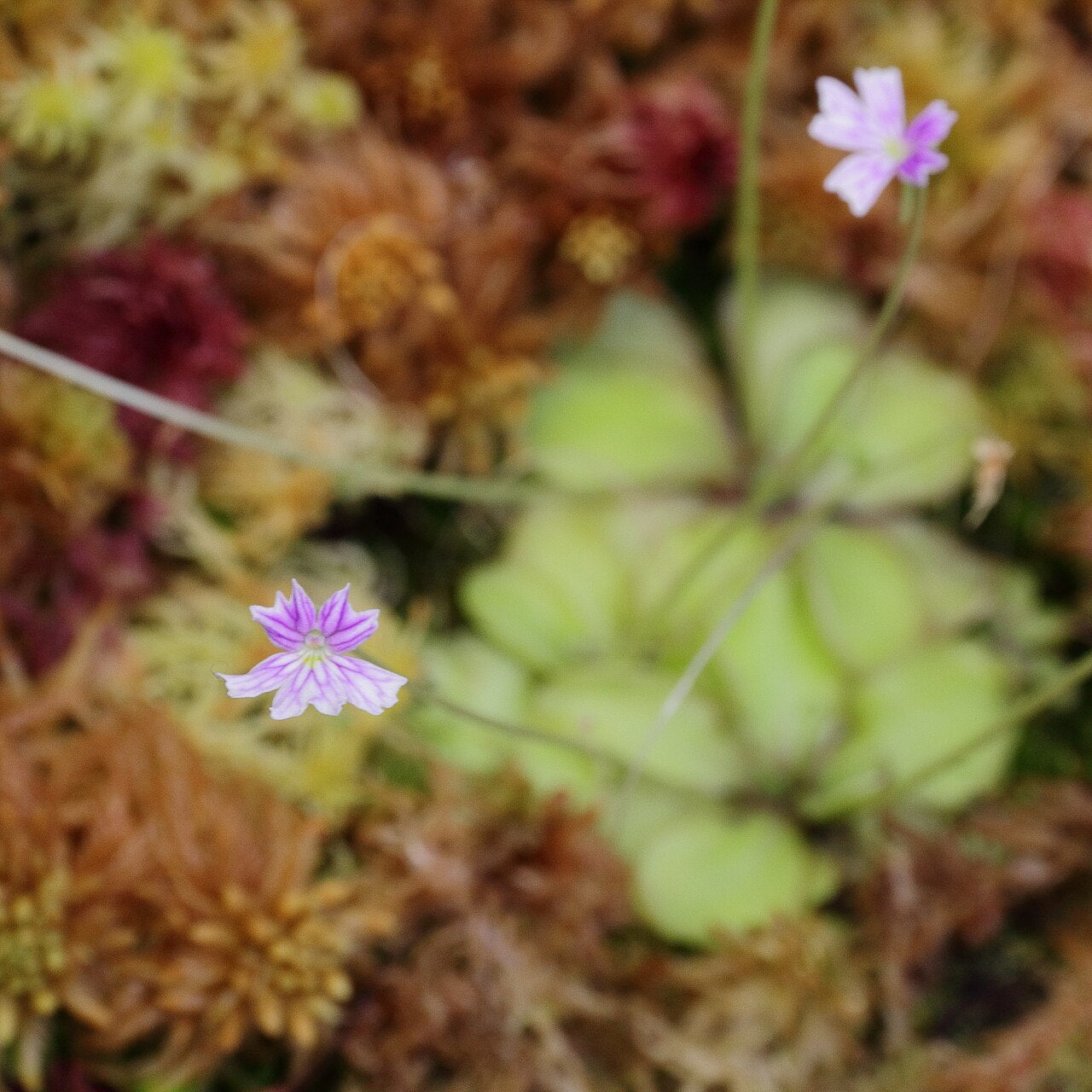 Pinguicula emarginata