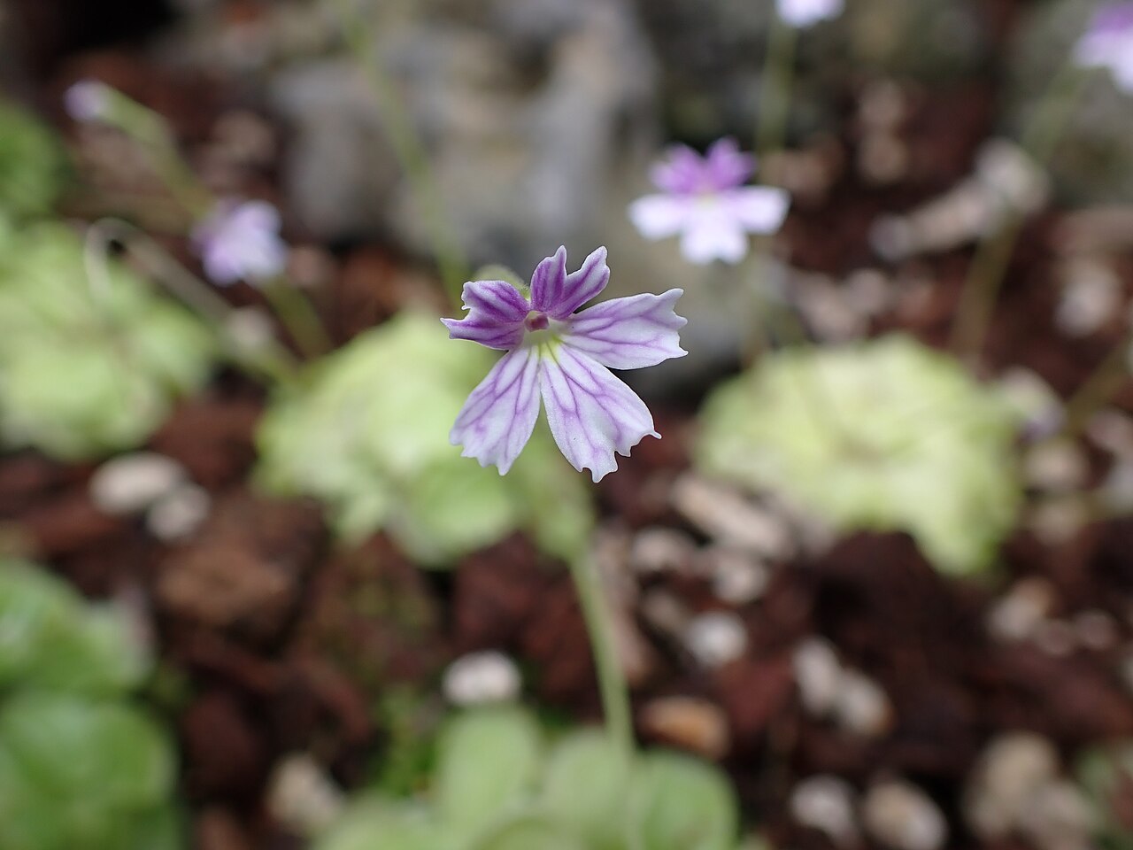 Pinguicula emarginata