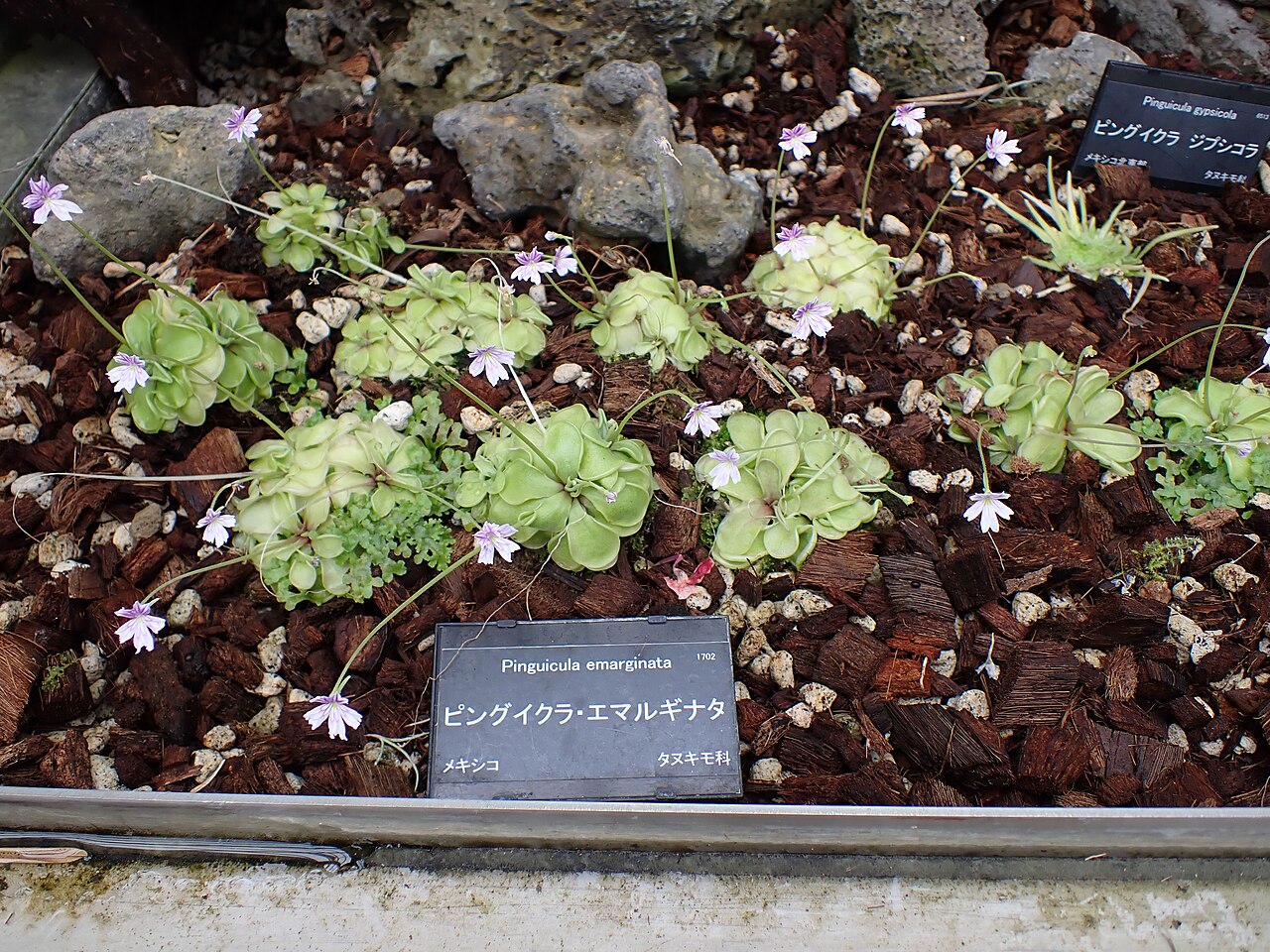 Pinguicula emarginata