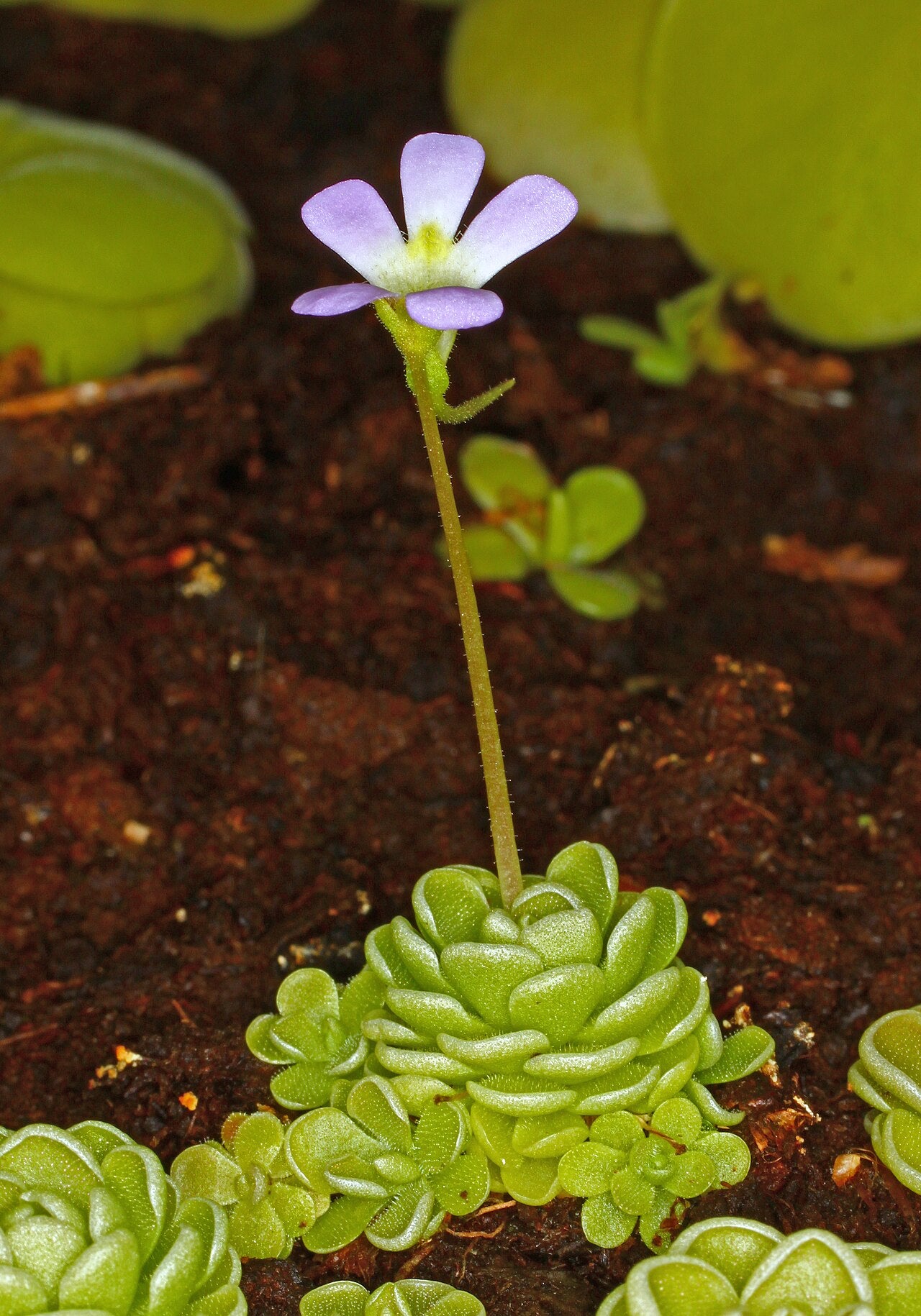 Pinguicula 'John Rizzi'