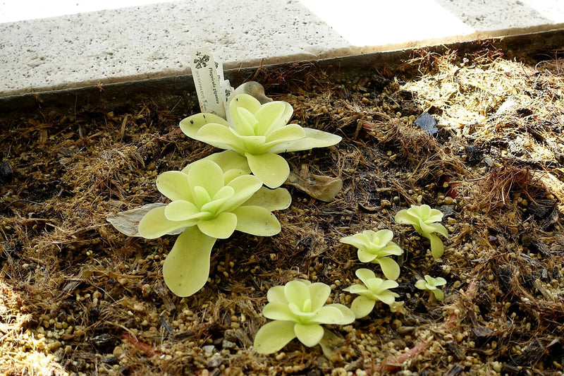 Pinguicula gigantea — #BT-LOG-8681