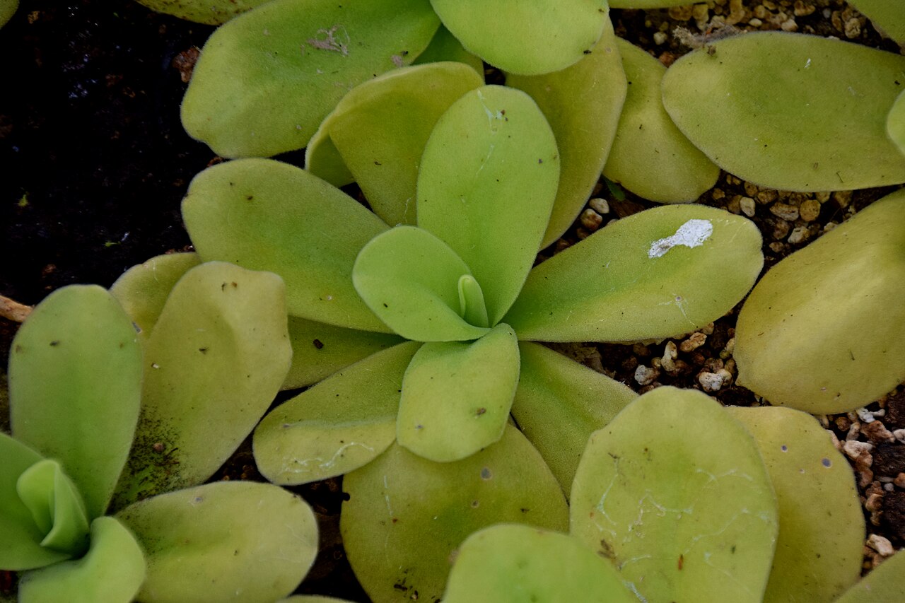 Pinguicula gigantea