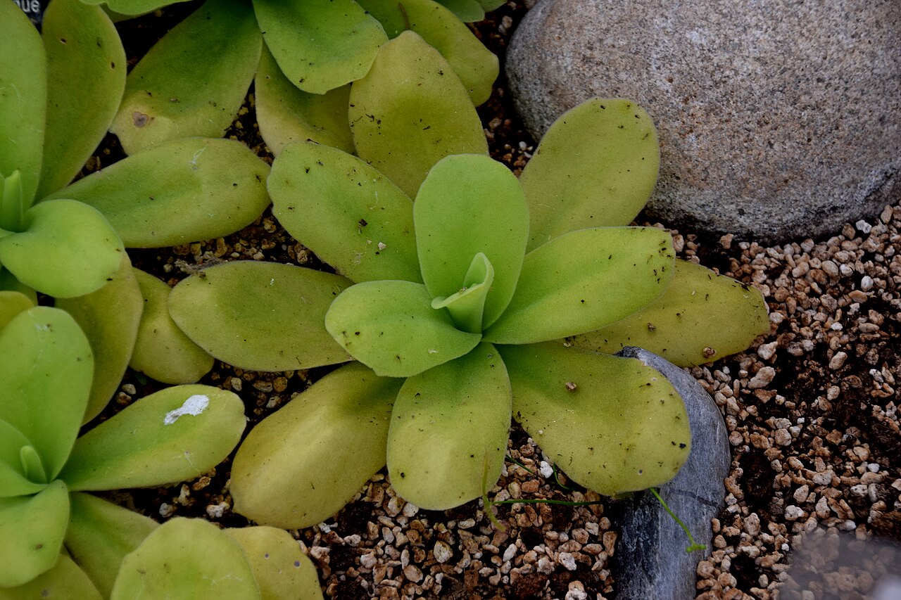 Pinguicula gigantea