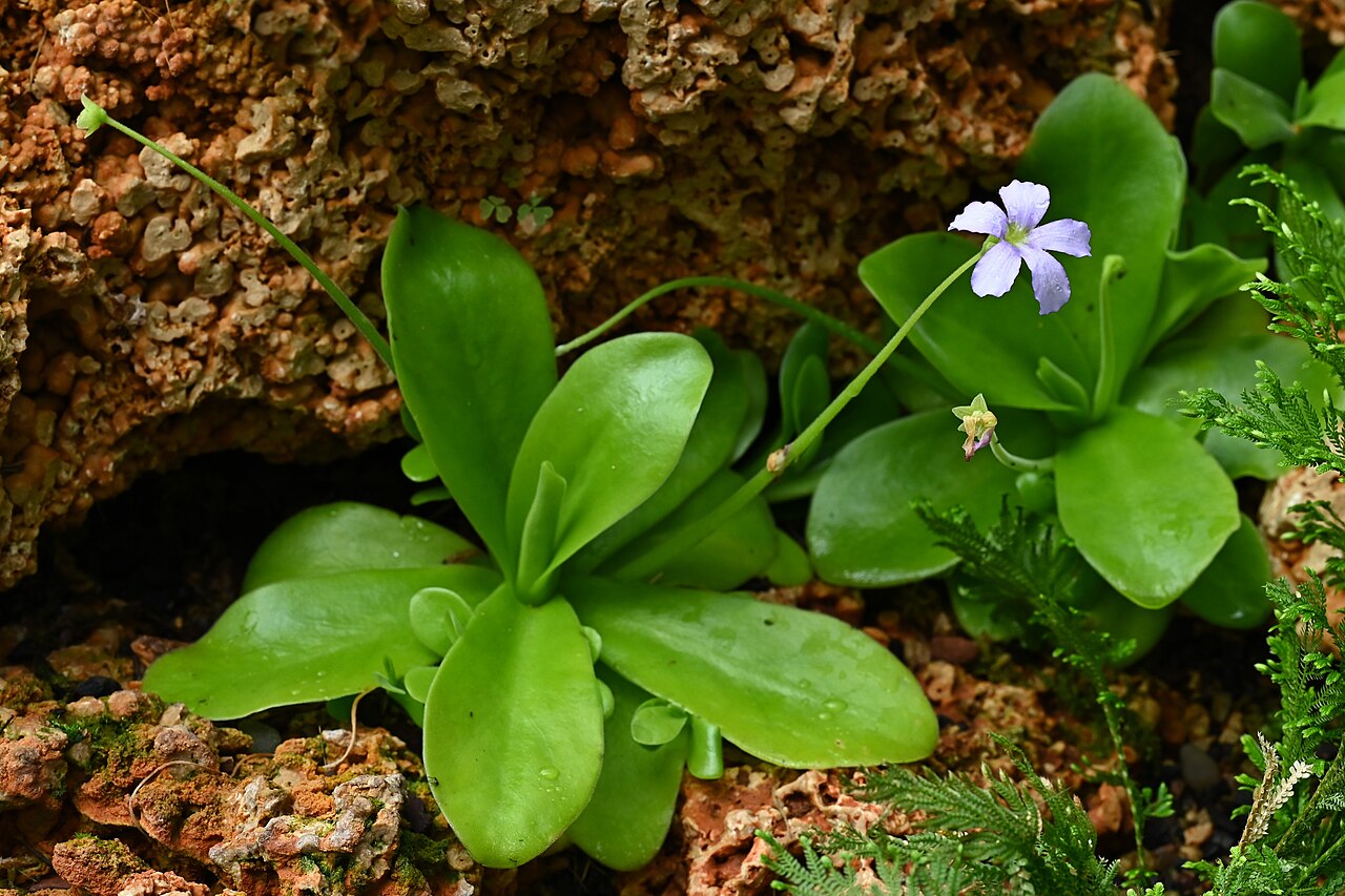 Pinguicula gigantea