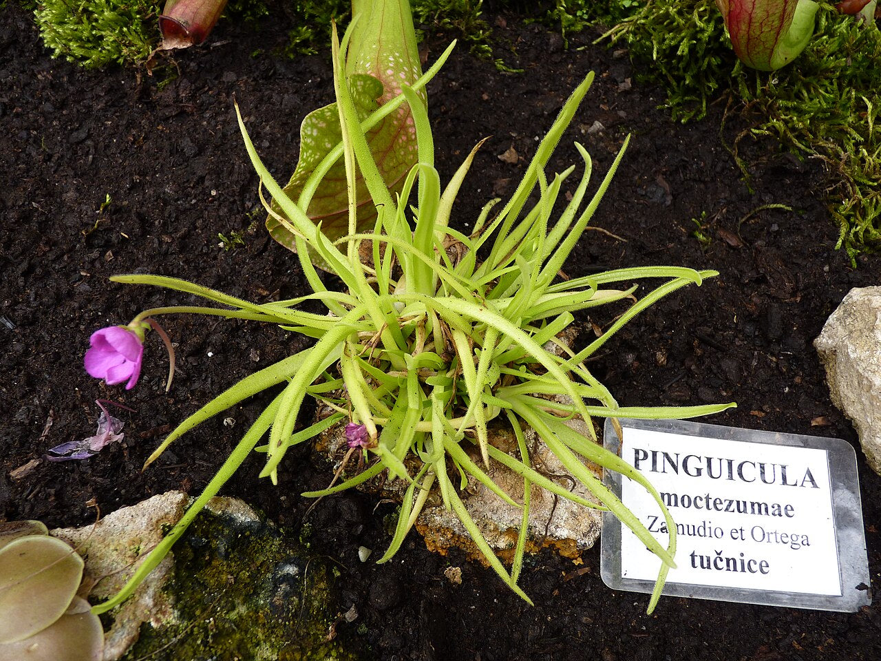 Pinguicula 'Aphrodite'