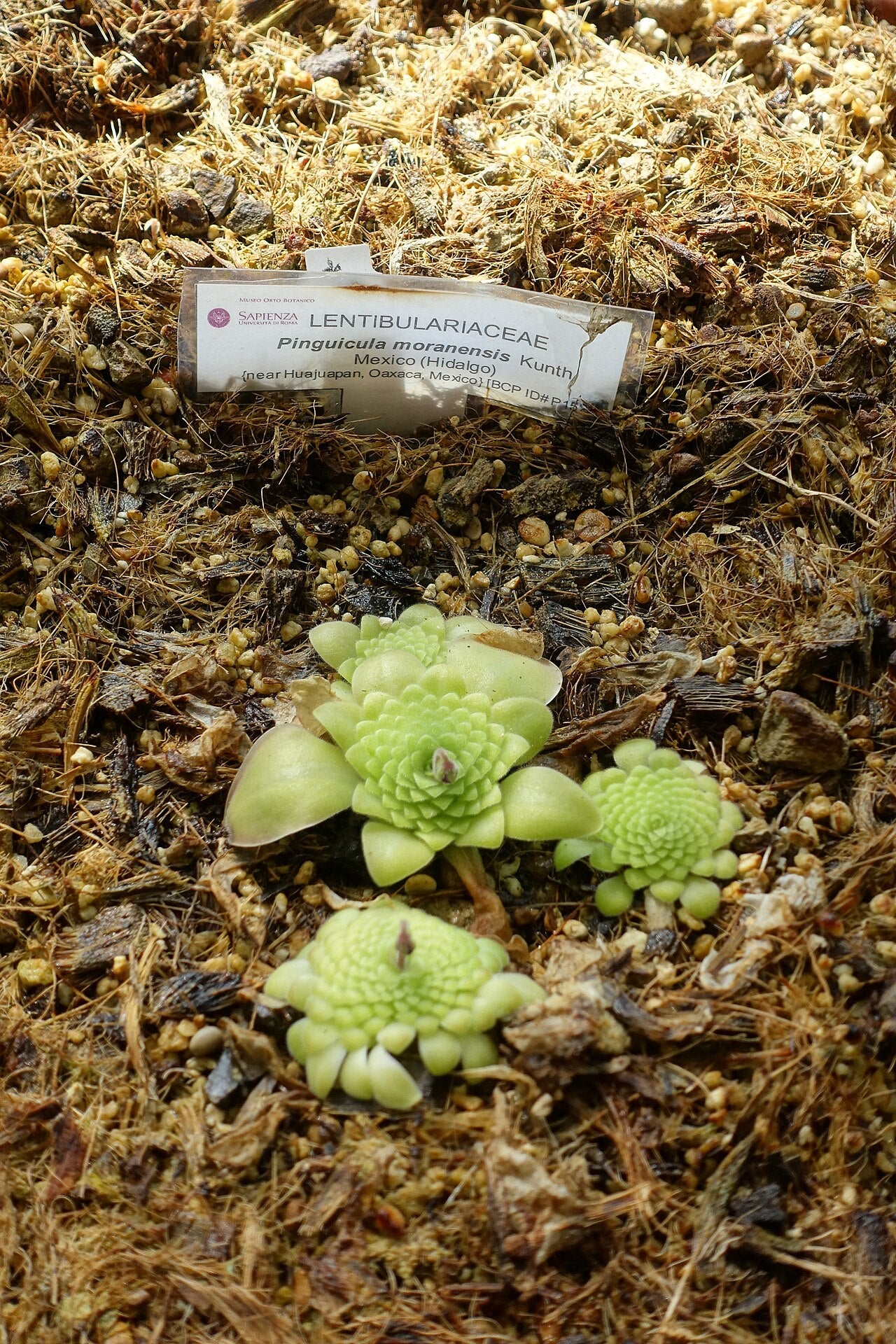 Pinguicula moranensis