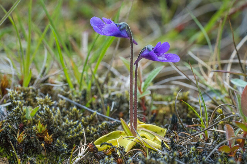 Pinguicula 'John Rizzi' — #BT-LOG-7257