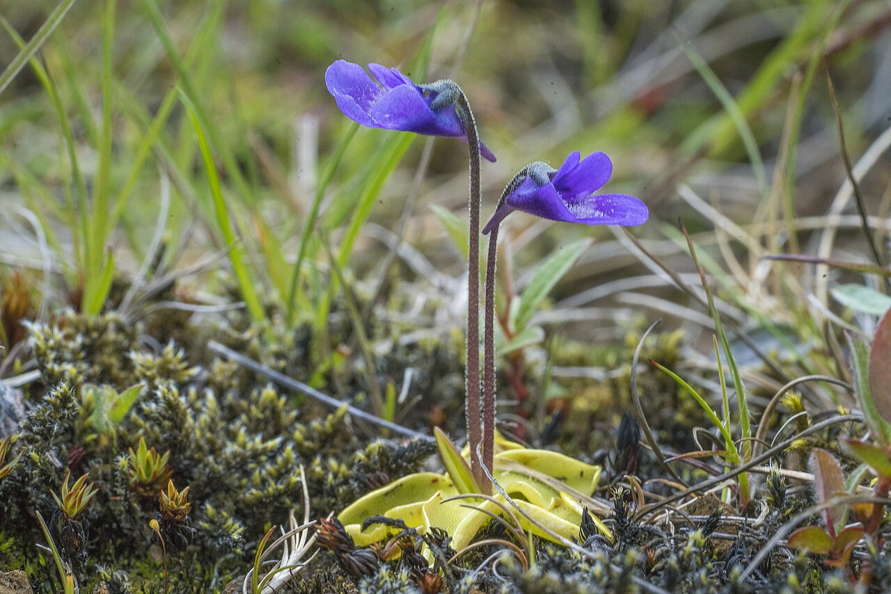 Pinguicula 'John Rizzi'