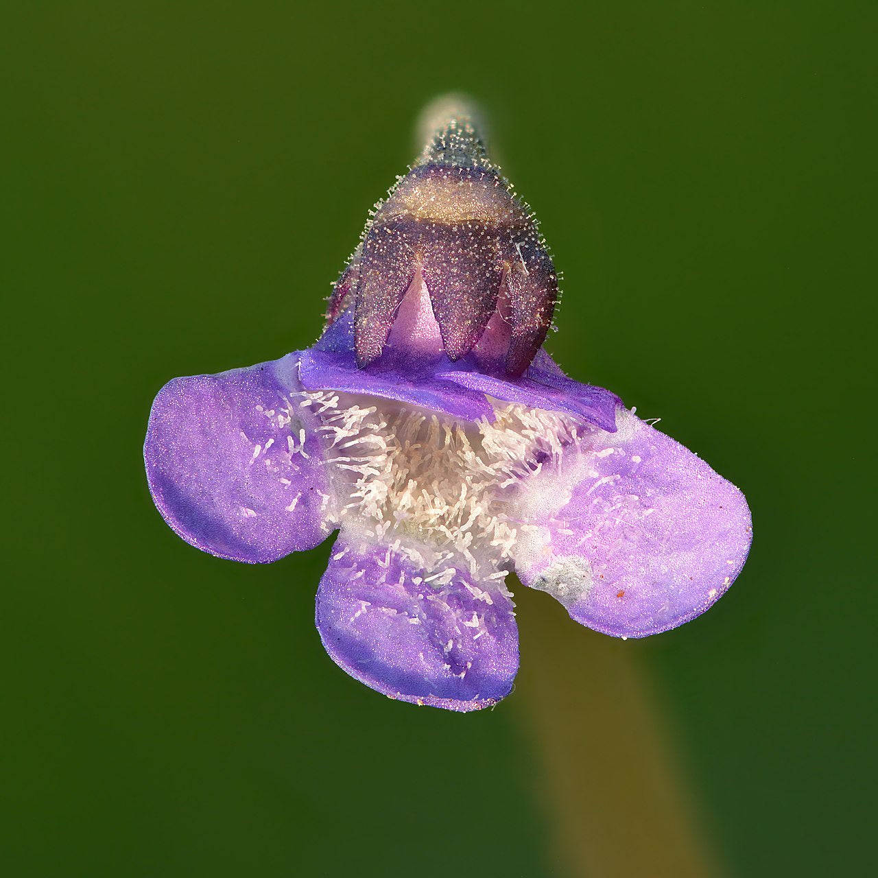 Pinguicula 'John Rizzi'