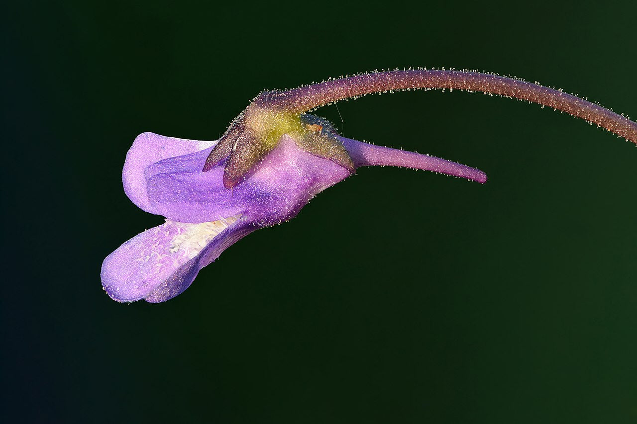 Pinguicula 'John Rizzi'