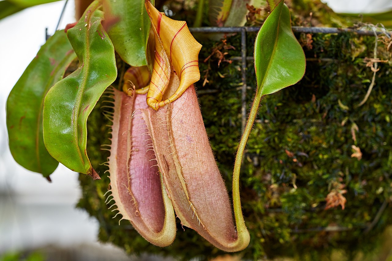 Nepenthes macrophylla