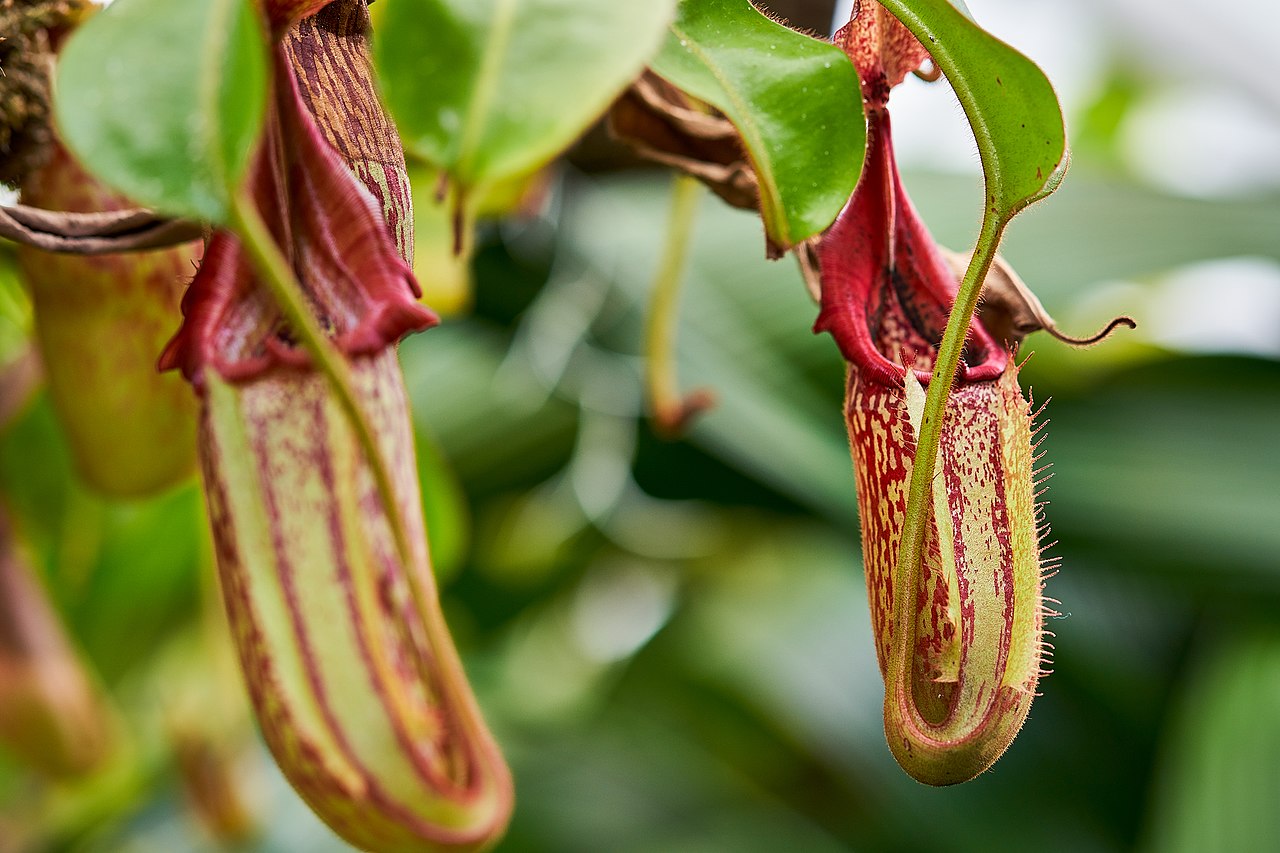 Nepenthes macrophylla