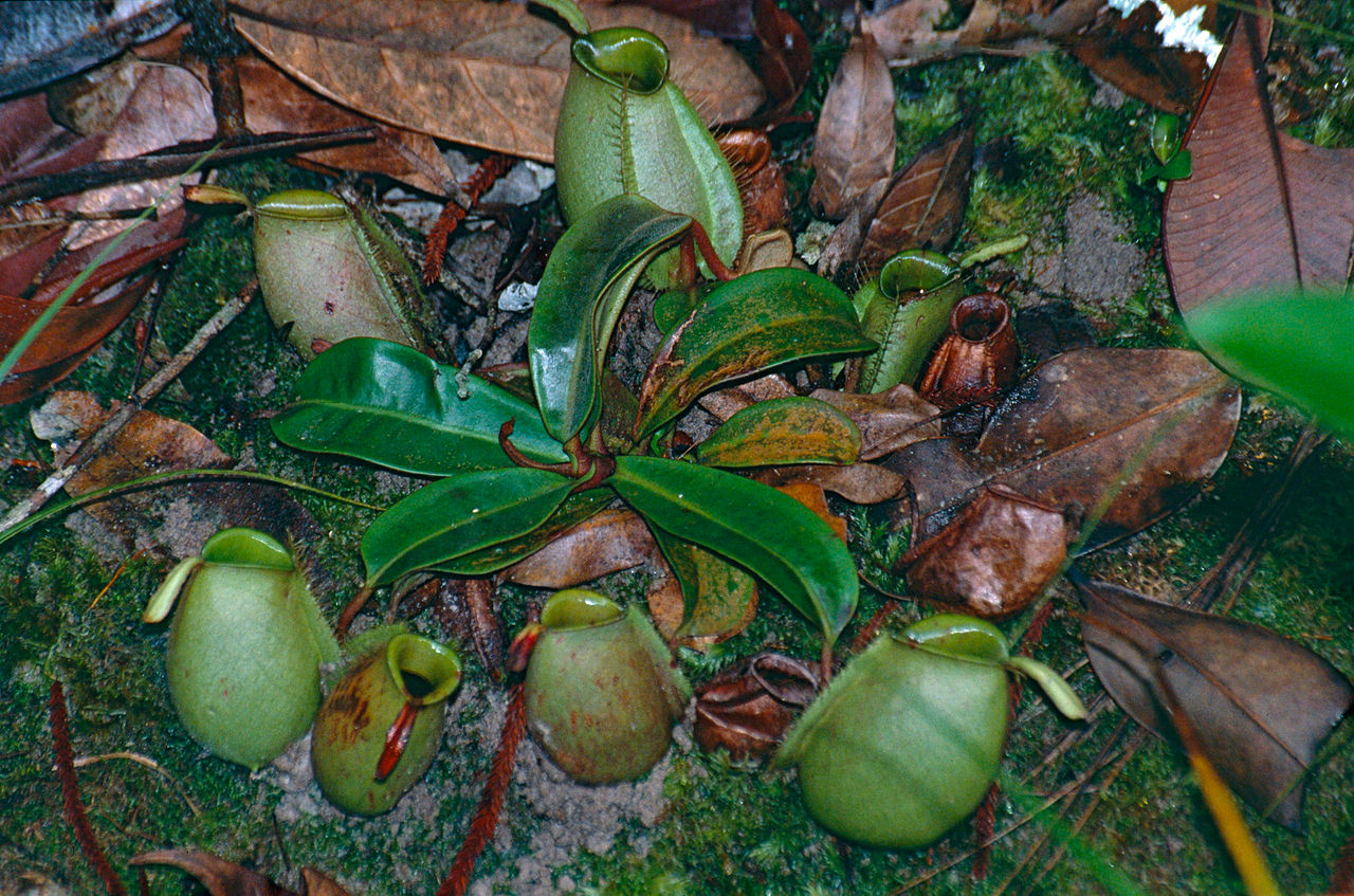 Nepenthes ampullaria 'Harlequin'
