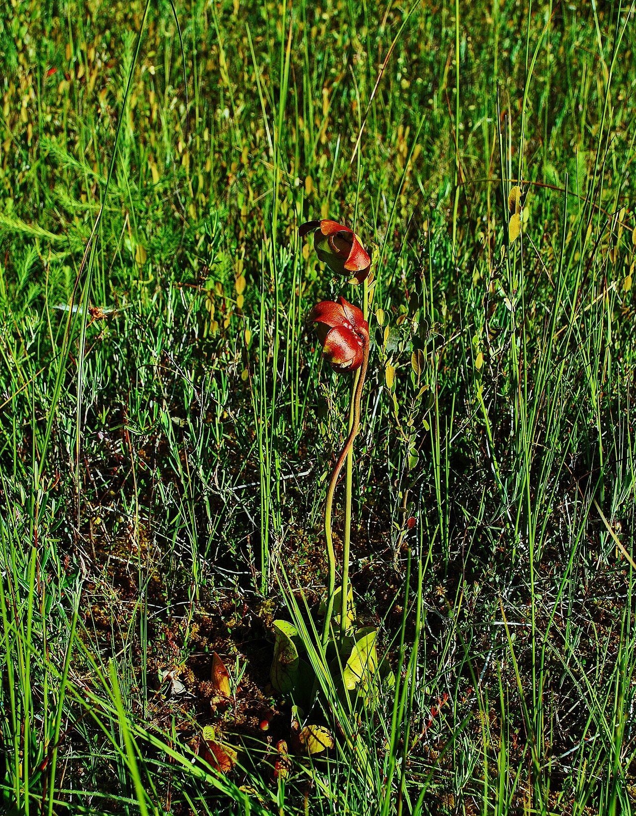 Sarracenia purpurea subsp. venosa