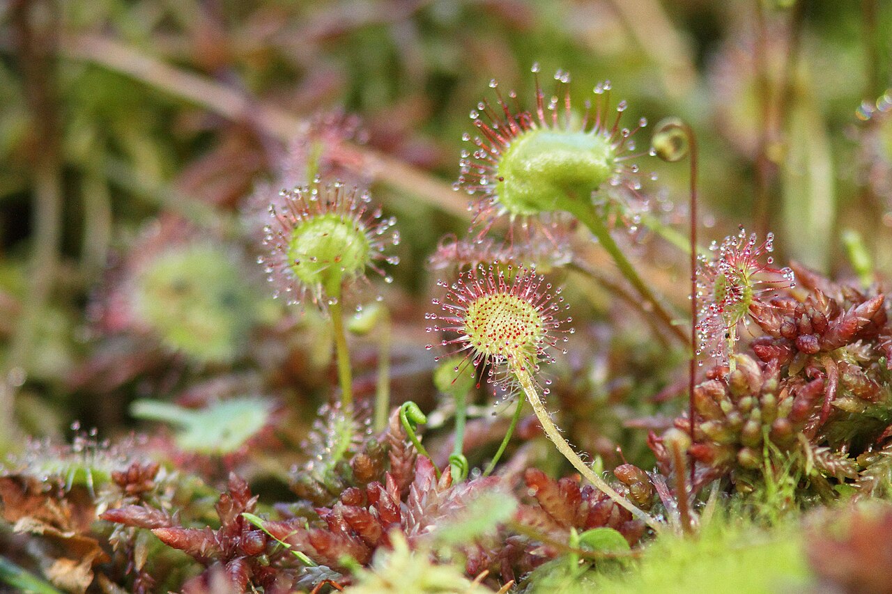 Drosera meristocaulis