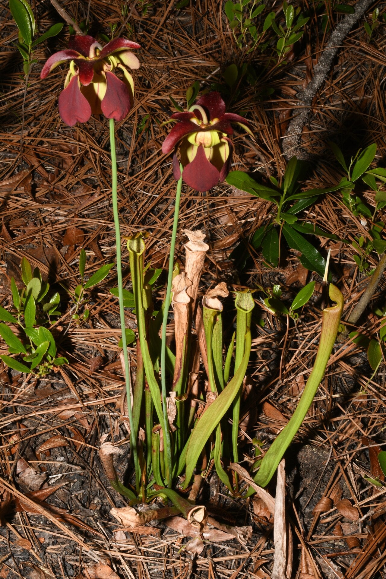 Sarracenia alabamensis (Canebrake Pitcher)