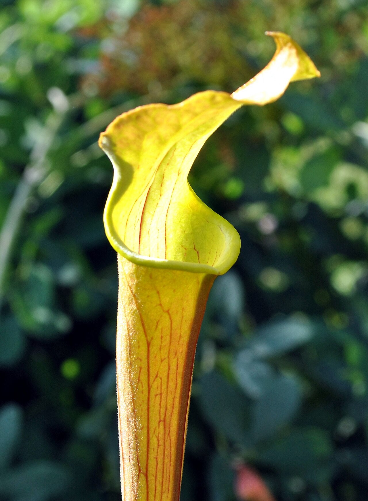 Sarracenia alabamensis (Canebrake Pitcher)