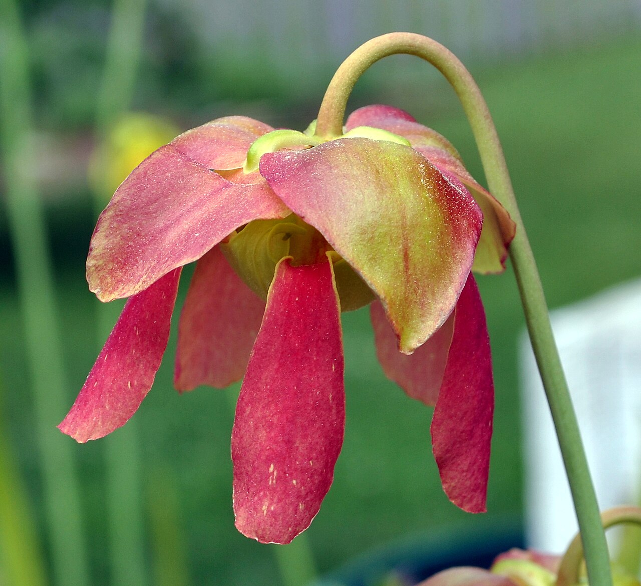 Sarracenia alabamensis (Canebrake Pitcher)