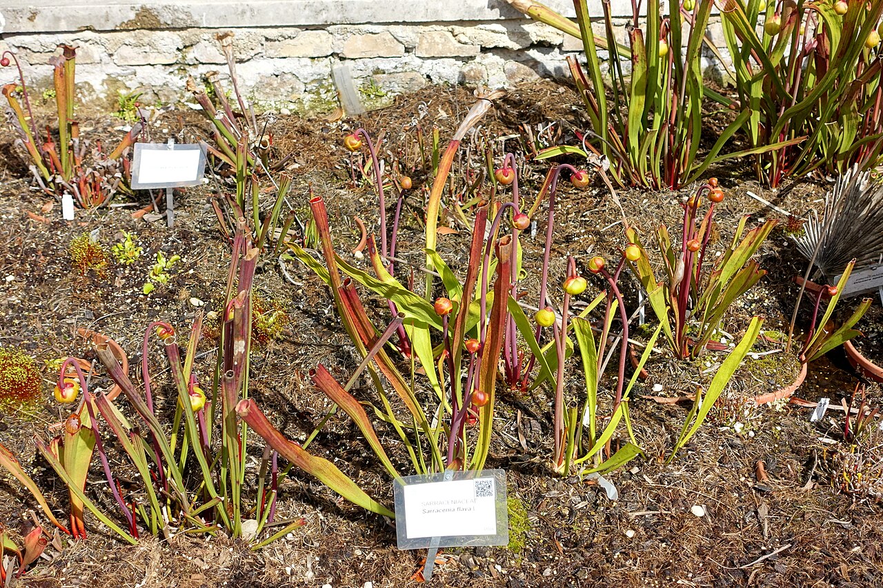 Sarracenia flava var. maxima