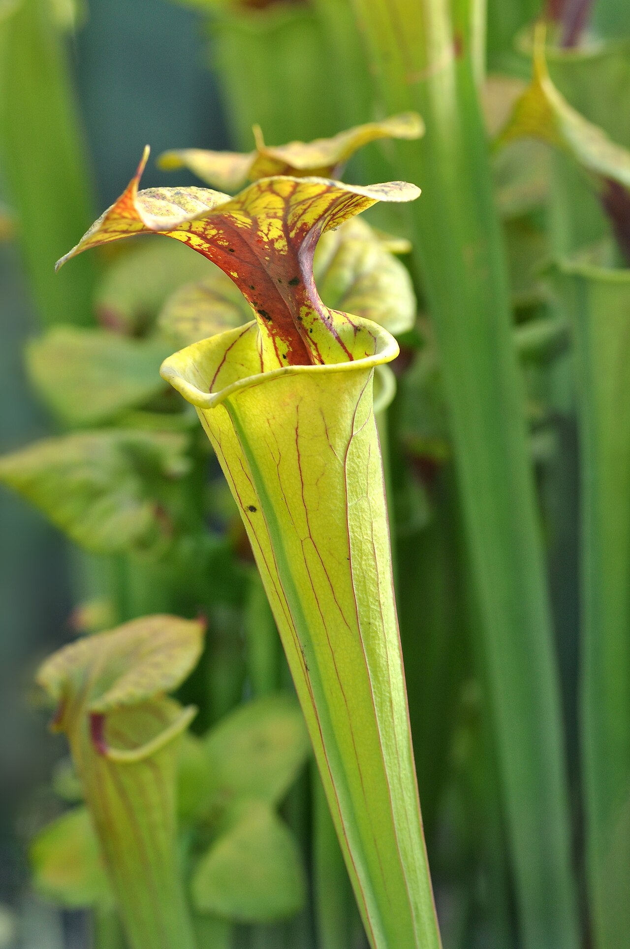 Sarracenia flava (Yellow Trumpet)