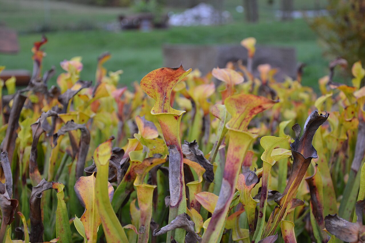 Sarracenia flava var. maxima