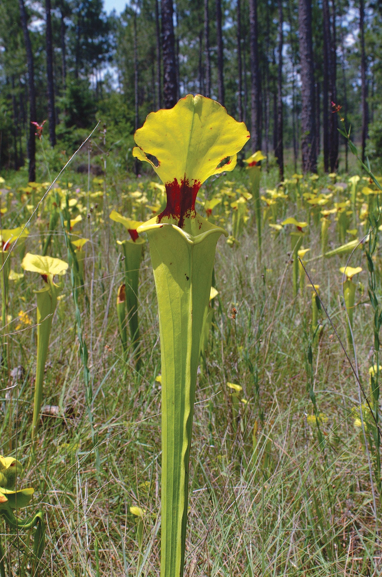 Sarracenia flava (Yellow Trumpet)