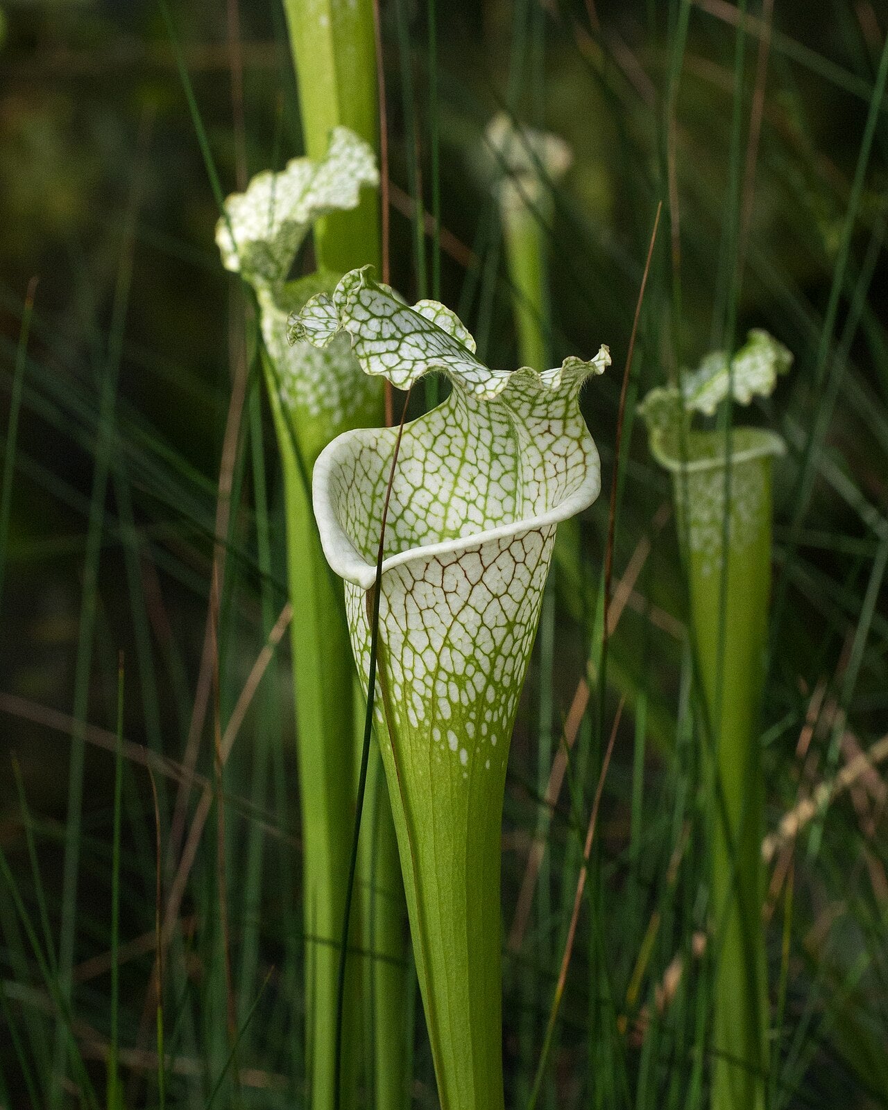Sarracenia leucophylla (White Top)