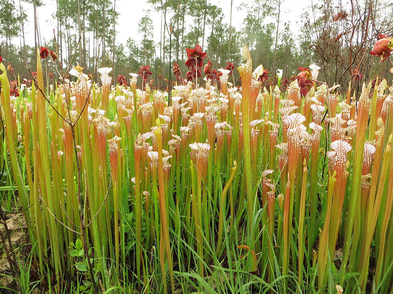 Sarracenia leucophylla (White Top) — #BT-LOG-8233