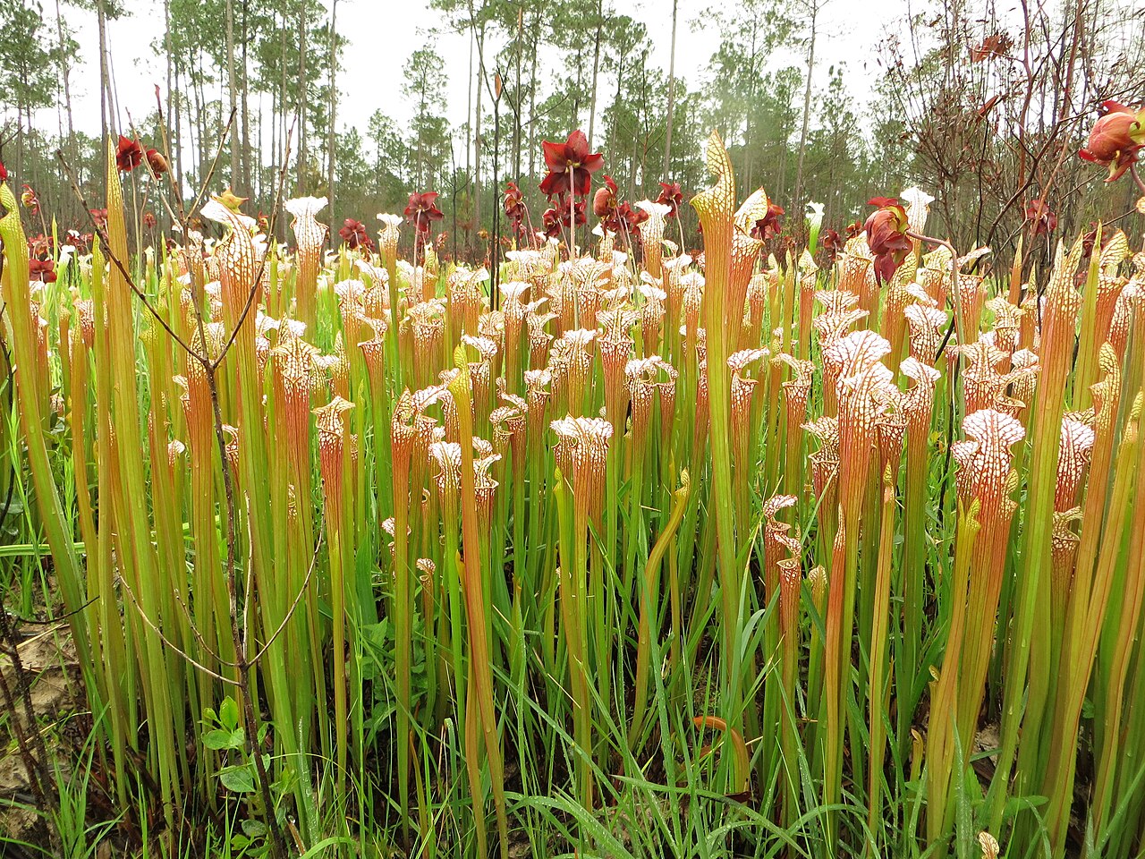 Sarracenia leucophylla (White Top)