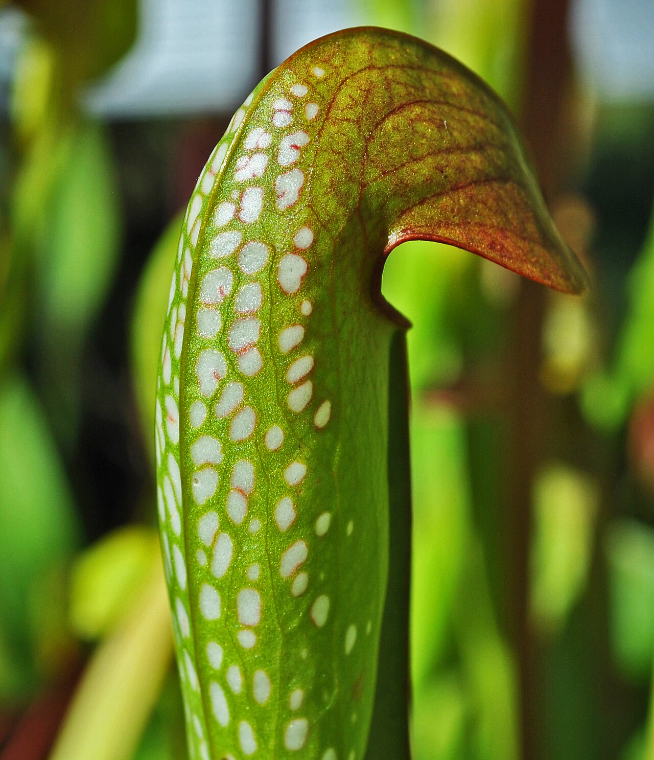 Sarracenia minor (Hooded Pitcher)