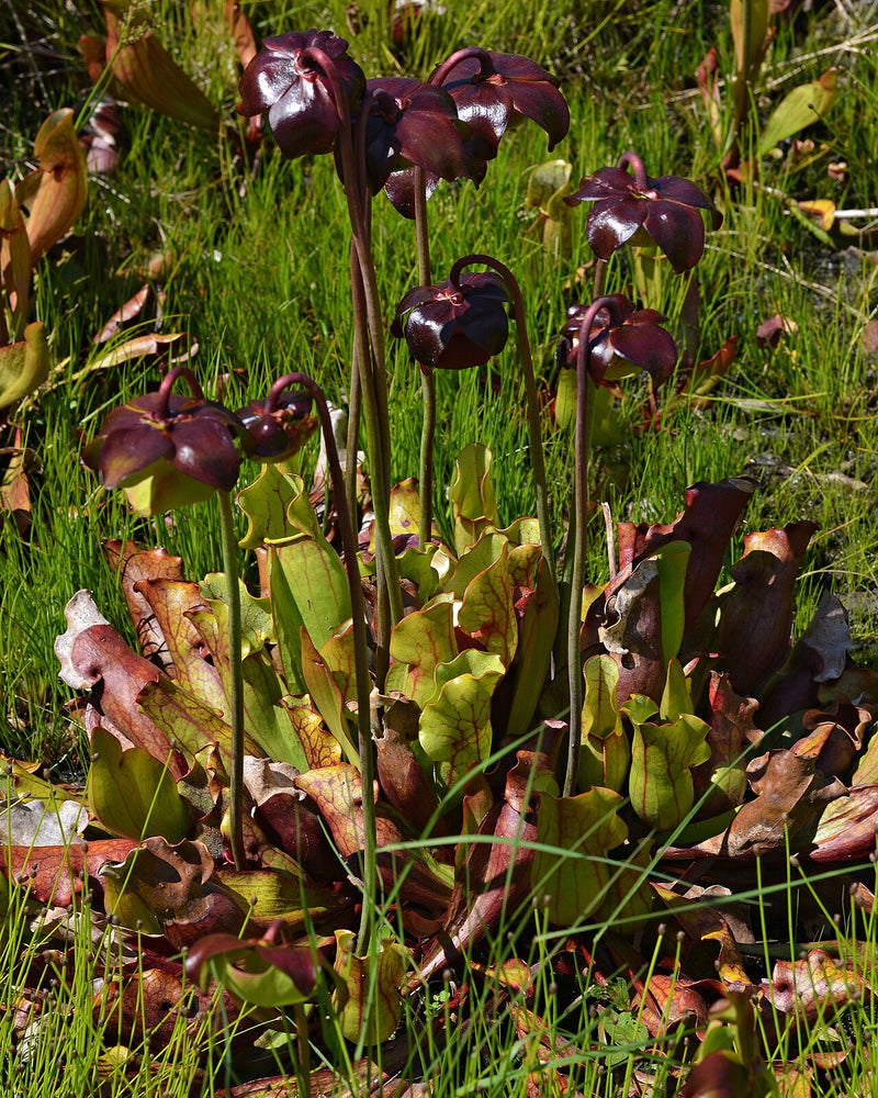 Sarracenia purpurea subsp. venosa — #BT-LOG-9849
