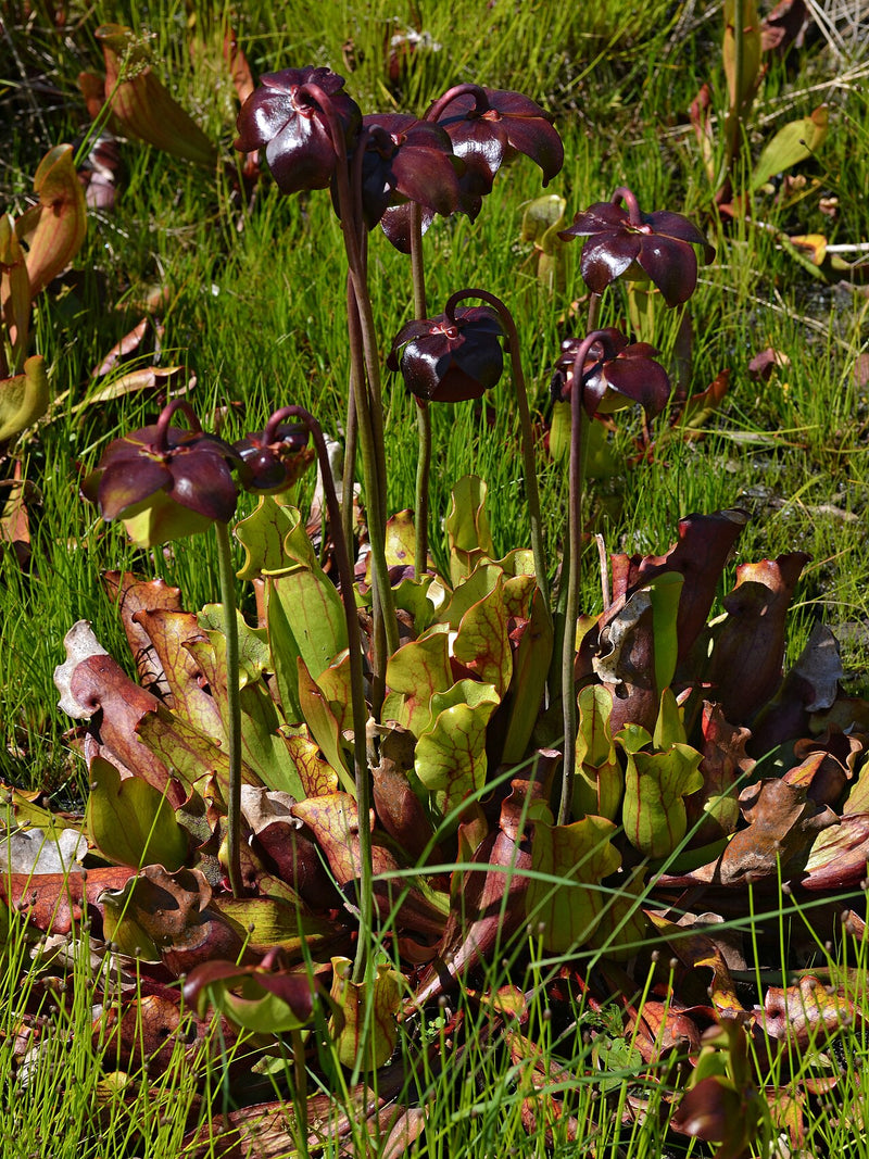 Sarracenia
